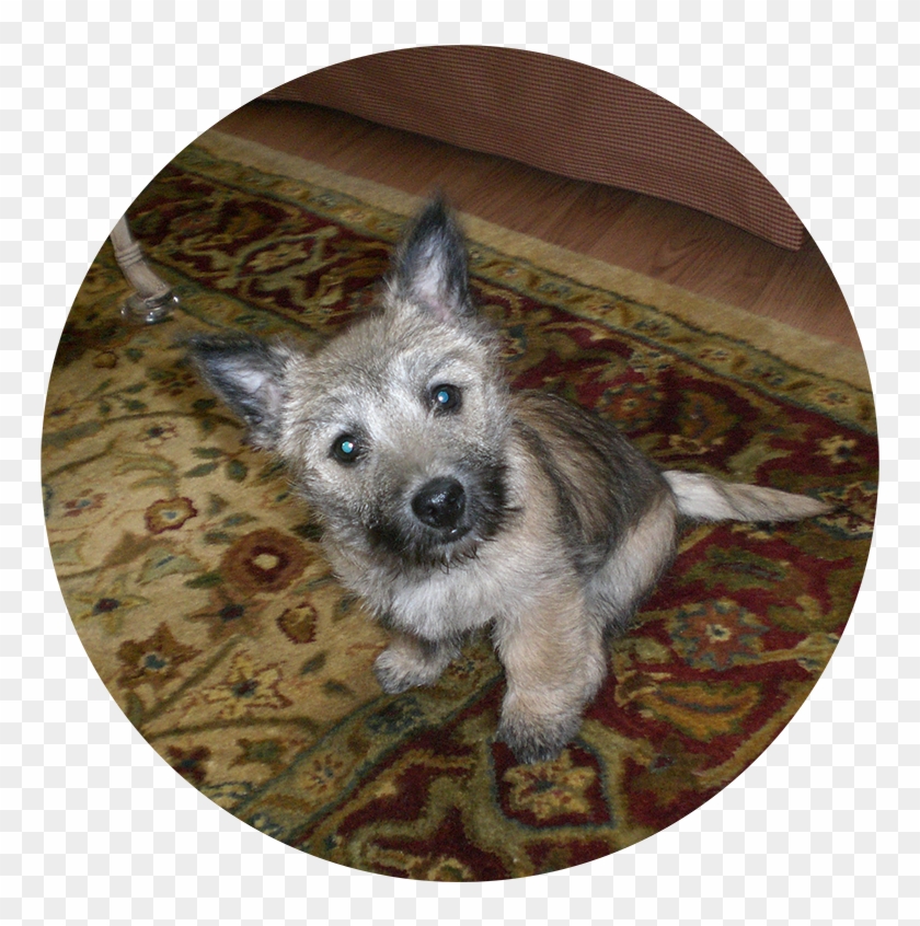 Dog , Png Download Clipart #506294