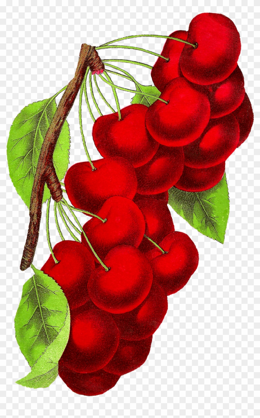 Vintage Cherry Clipart Download - Botanical Art Cherry Png Transparent Png #506366