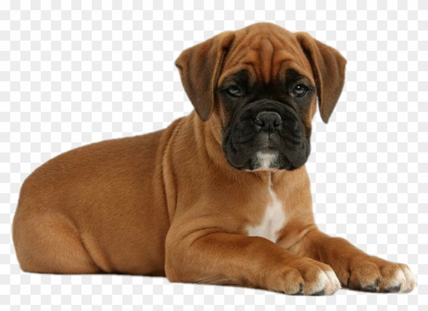 Cute Boxer Puppies - Boxer Puppy Clipart