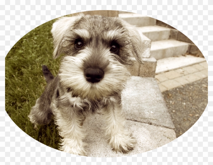 If You Have Decided To Bring A New Animal Into Your - Miniature Schnauzer Clipart #506608
