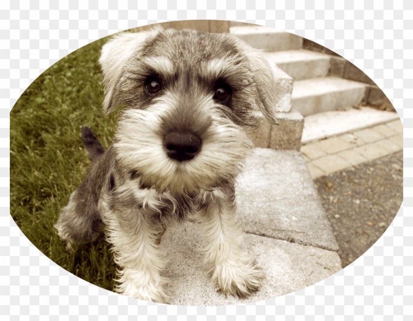 If You Have Decided To Bring A New Animal Into Your - Miniature Schnauzer Clipart
