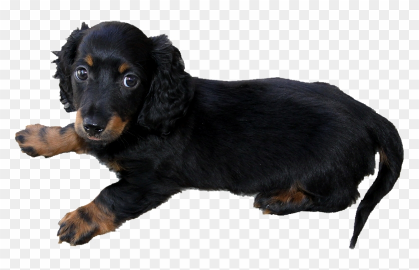 Long Haired Dachshund Puppy Png By Makiskan Pluspng - Printable Dog Calendar 2018 Clipart