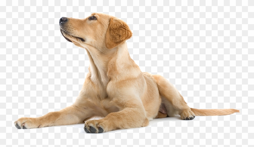 Adoption/rescue - Labrador Retriever Png Clipart #506822