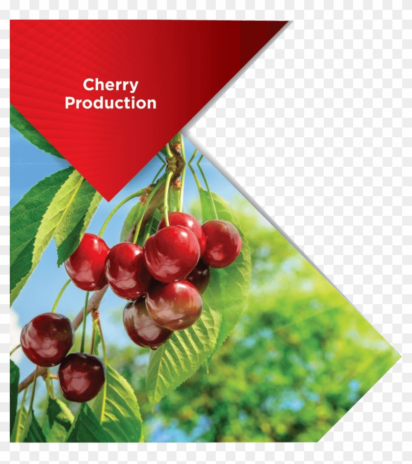Cherry - Солнце И Вишня Clipart #506825