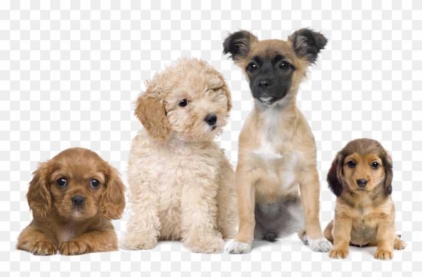 Imagem De Cachorro Png Clipart #506872