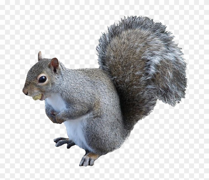 Squirrel Png High-quality Image - Squirrel Png Clipart #506990
