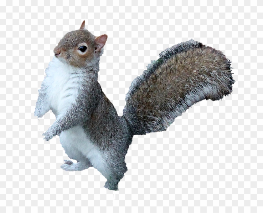 Squirrel Png Free Download - Squirrel Png Transparent Clipart #507450