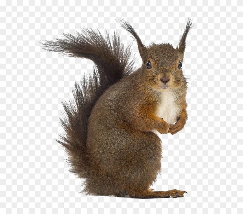 Squirrel Png Free Download - Stock Photos Squirrel Clipart