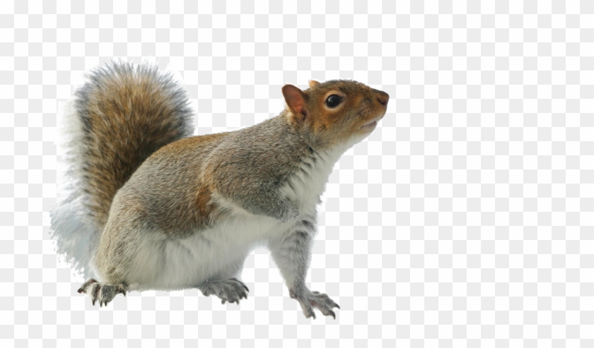 Pictures Of Squirrels - Dead Squirrel Transparent Clipart