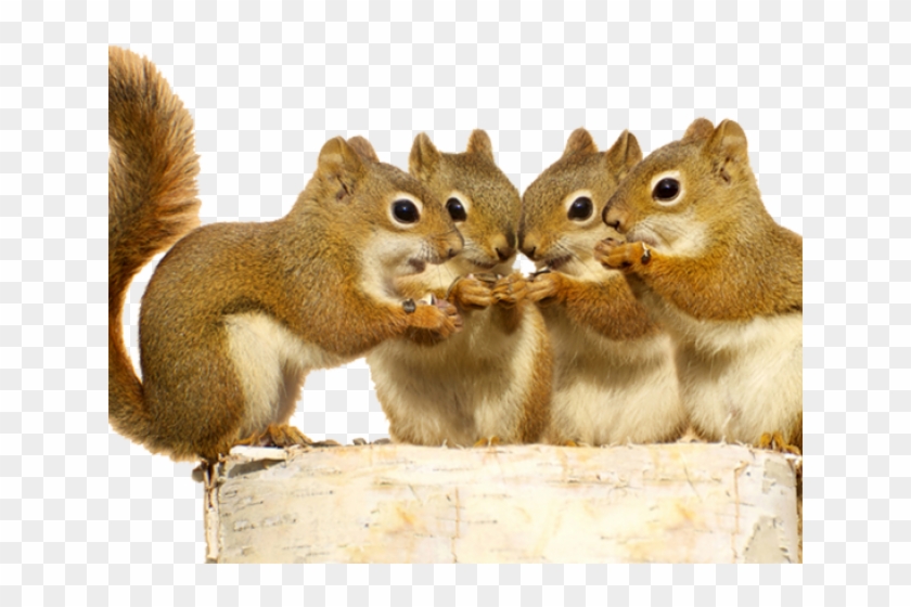 Squirrel Babies Cartoon Clipart