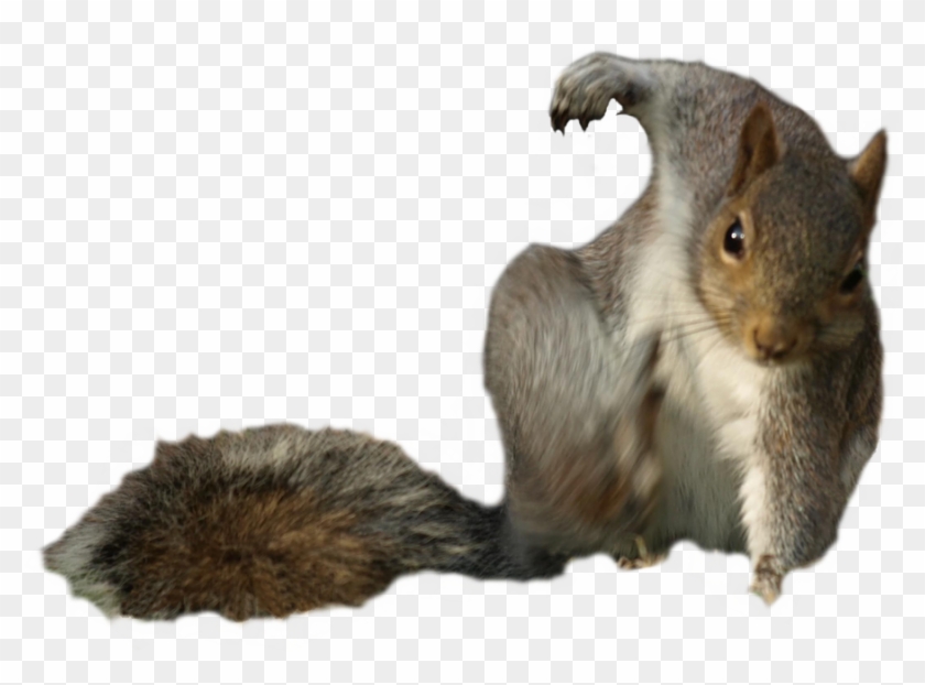 Animalthis Squirrel - Fox Squirrel Clipart #508074