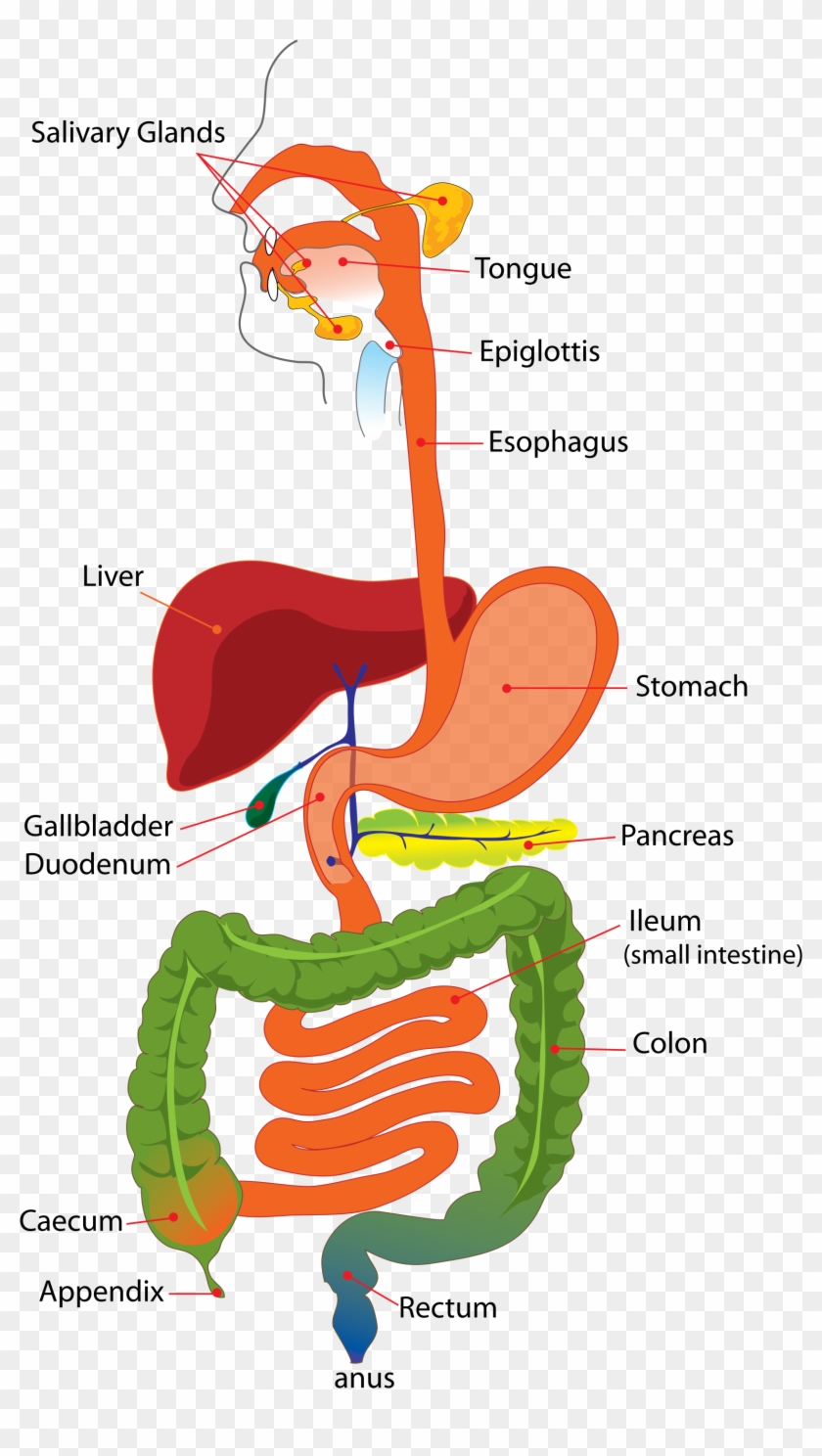 Digestive System For Kids - Simple Digestive System Clipart