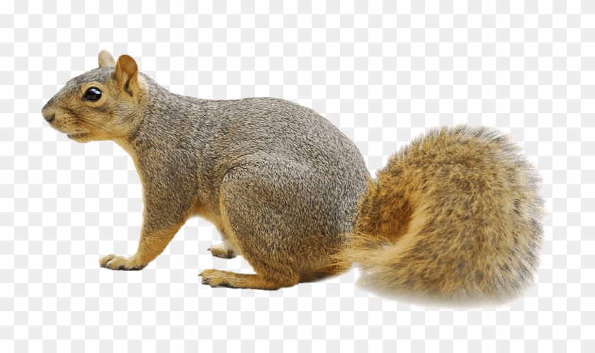 Free Squirrel Png Clipart