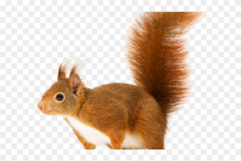 Red Squirrel Png Clipart