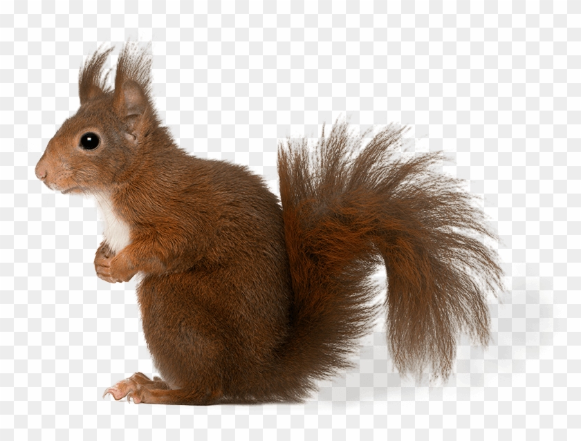 Know The Tips - Fox Squirrel Clipart