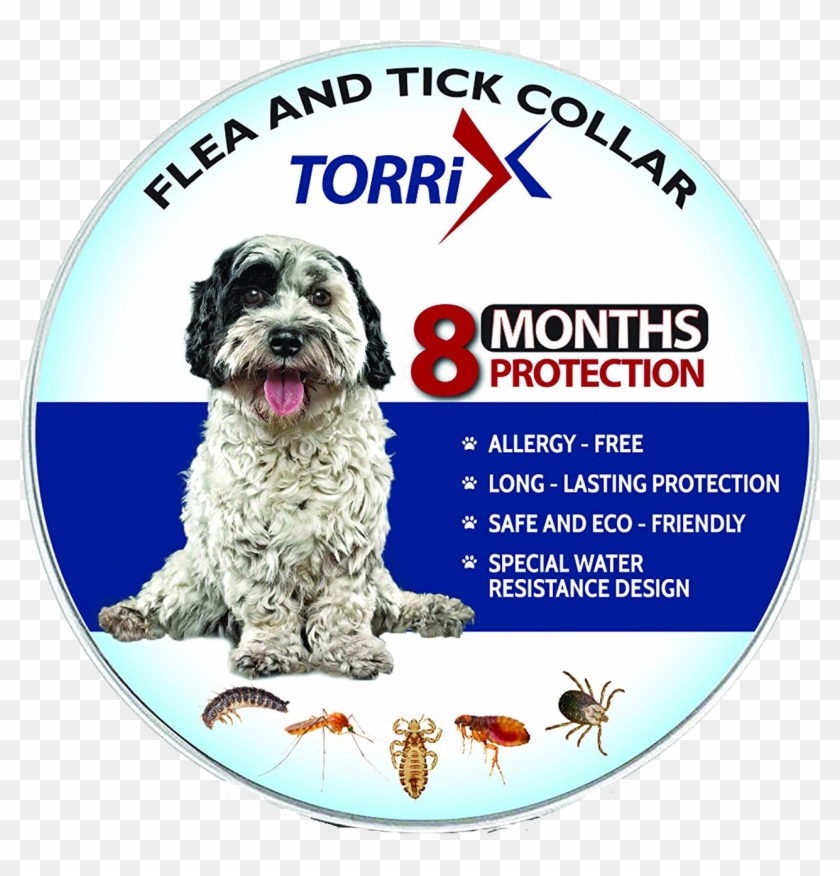 Dog Catches Something Clipart