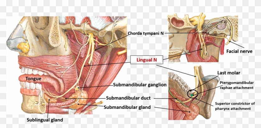 Nerve Png , Png Download - Does Lingual Nerve Supply Clipart