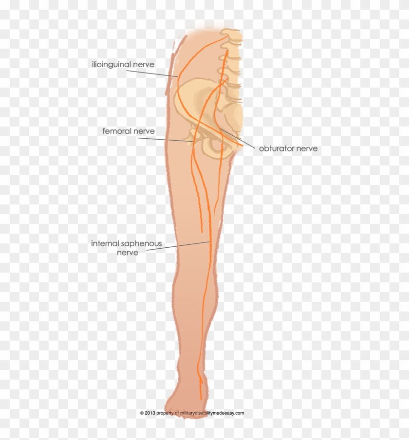 Lower Nerve 1 - Nerves Of Thigh Clipart #5001851