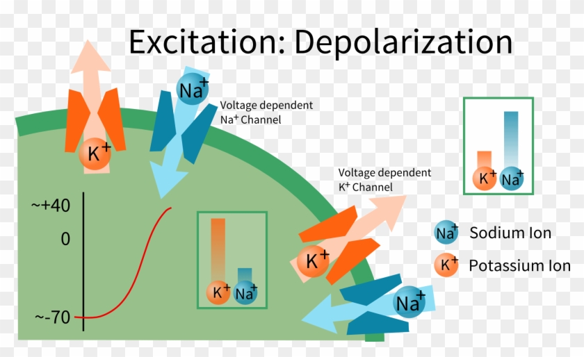 Nerve Cell Depolarization - Nerve Depolarization Clipart #5002261