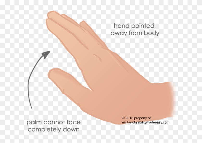 Upper Nerve 23 - Drawing Clipart