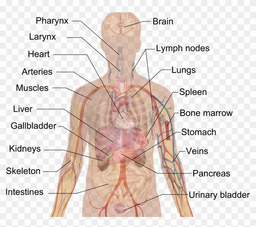 Internal Organs Cropped Vagus Nerve - Human Body Clipart #5002411