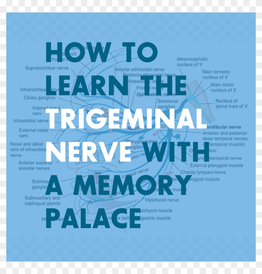 How To Learn The Branches Of The Trigeminal Nerve With Clipart #5002928