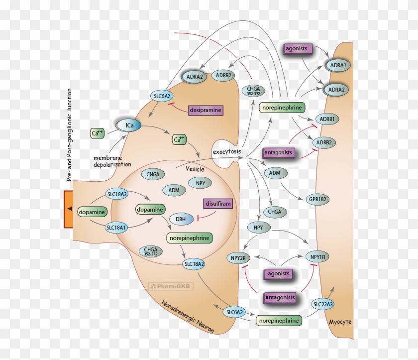Sympathetic Nerve Pathway Diagram - Map Clipart