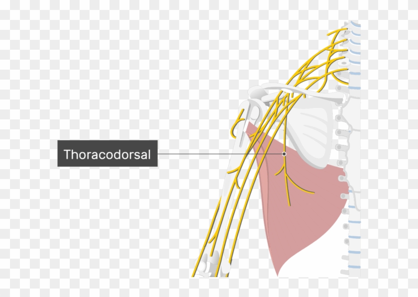 An Image Showing The Thoracodorsal Nerve Coming Out - Biceps Brachii Nerve Supply Clipart #5003619