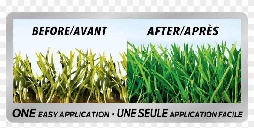 Before And After - Fertilizer Before And After Clipart #5003937