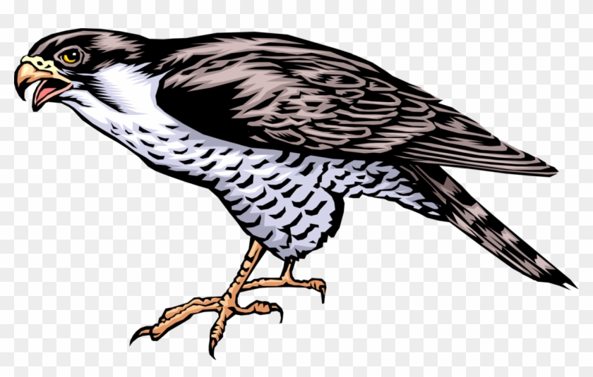 Vector Illustration Of Bird Of Prey Falcon Standing Clipart #5005703