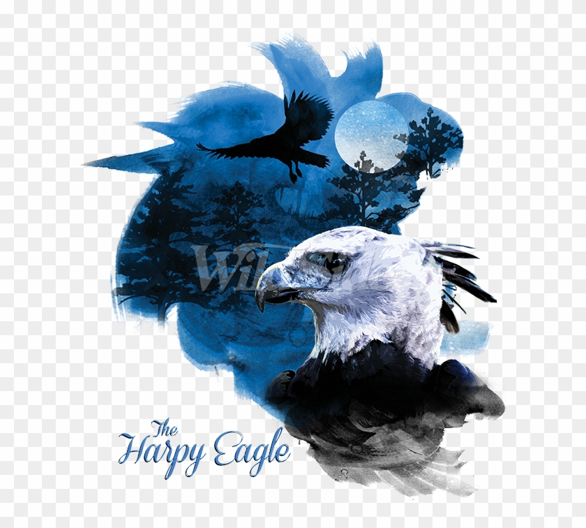 Birds Of Prey Harpy Eagle - Bald Eagle Clipart #5005906