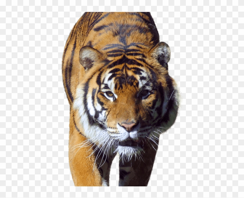 Tiger Side Image - Siberian Tiger Clipart #5005907