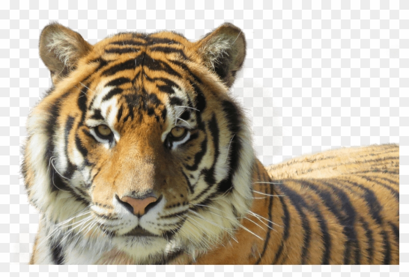 Tiger-foreground - Siberian Tiger Clipart #5006048