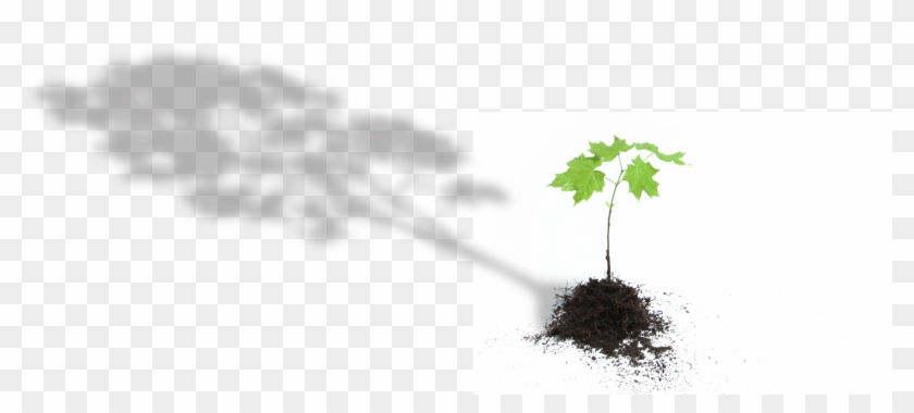 Tree Tree - Plane Clipart #5006830