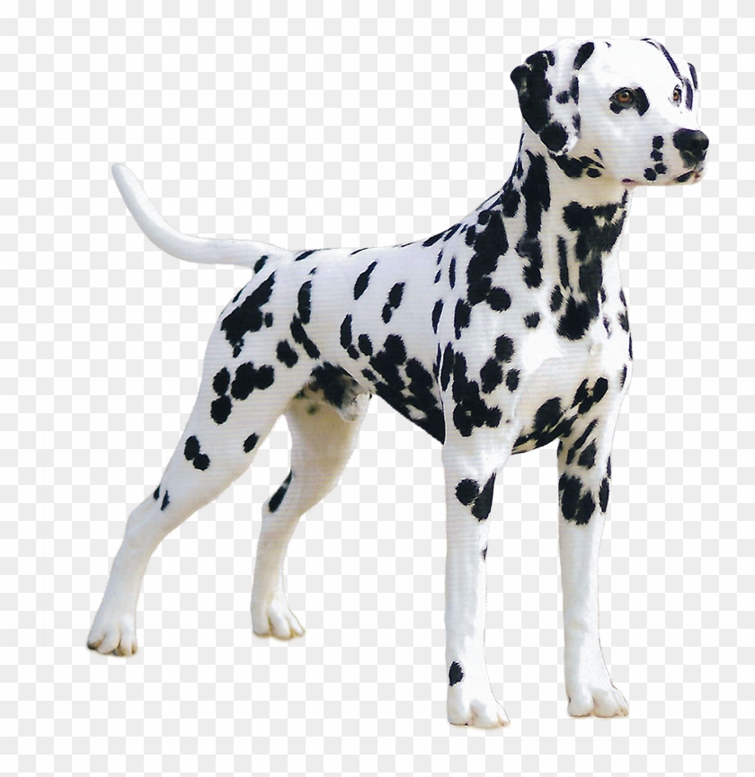 Dalmatian Great Dane , Png Download - Great Dane With No Background Clipart #5007209