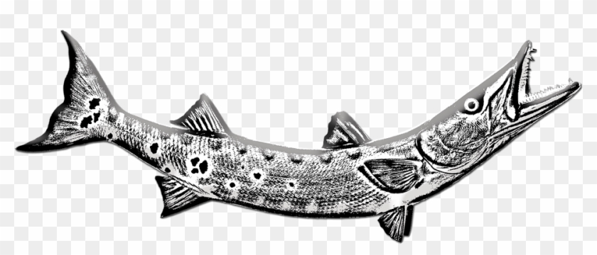 Pacific Sturgeon Clipart