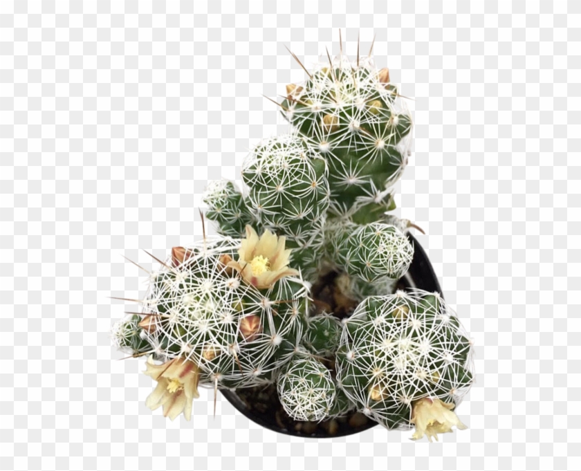 Thimble Png , Png Download - Hedgehog Cactus Clipart