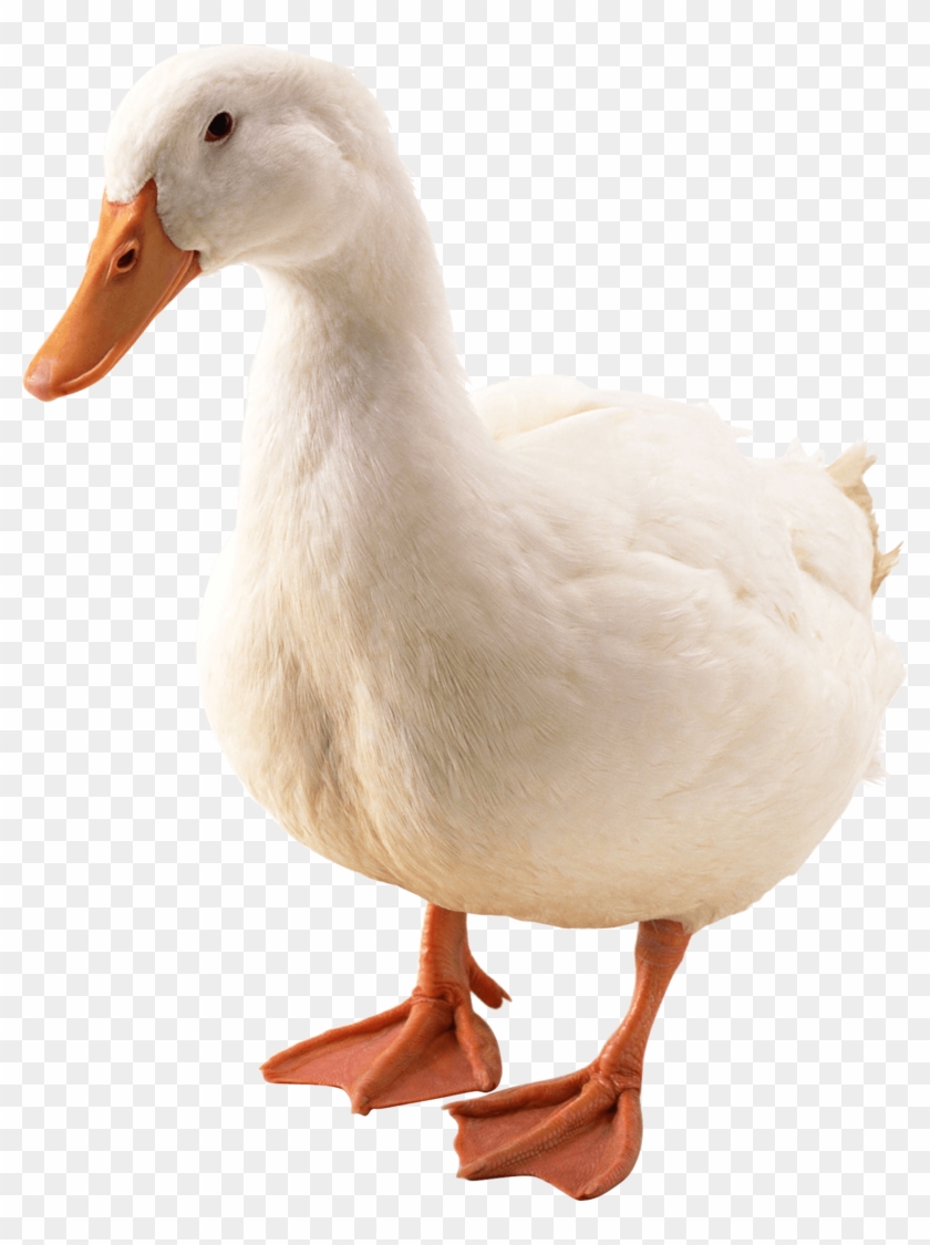 Duck Png Image - Гусь Пнг Clipart #5009714