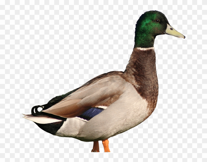 Pato - Mallard Clipart
