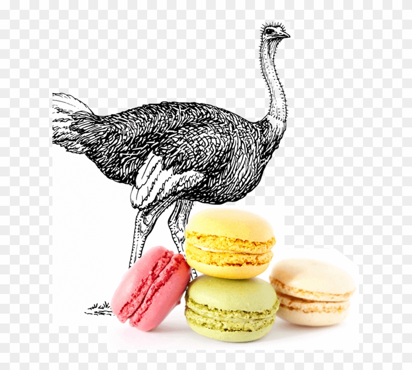 So What Does The Crop Circle Offer - Allegedly Ostrich Clipart #5010647