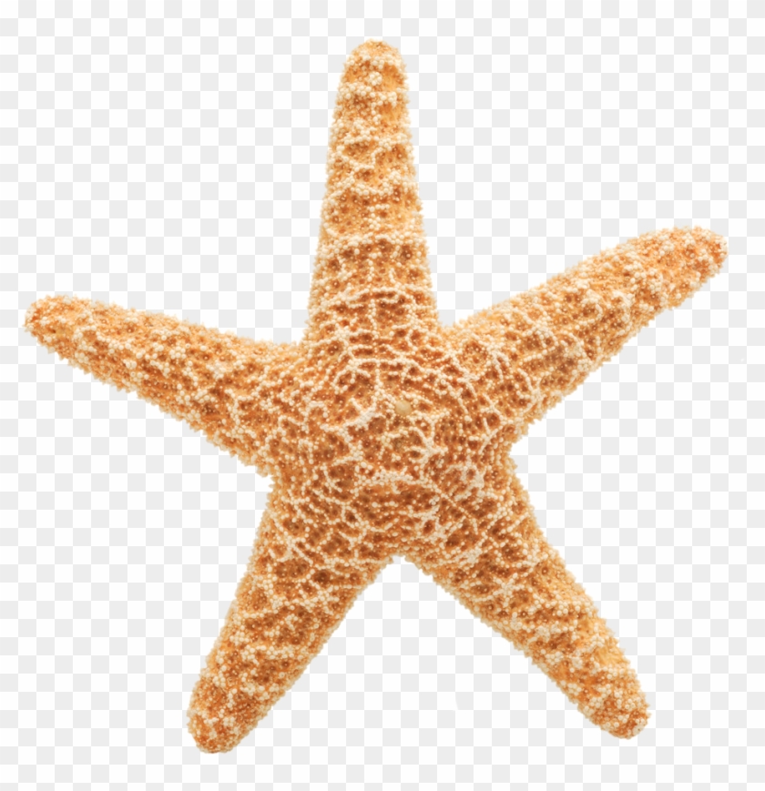 Starfish - Starfish With No Background Clipart #5012122