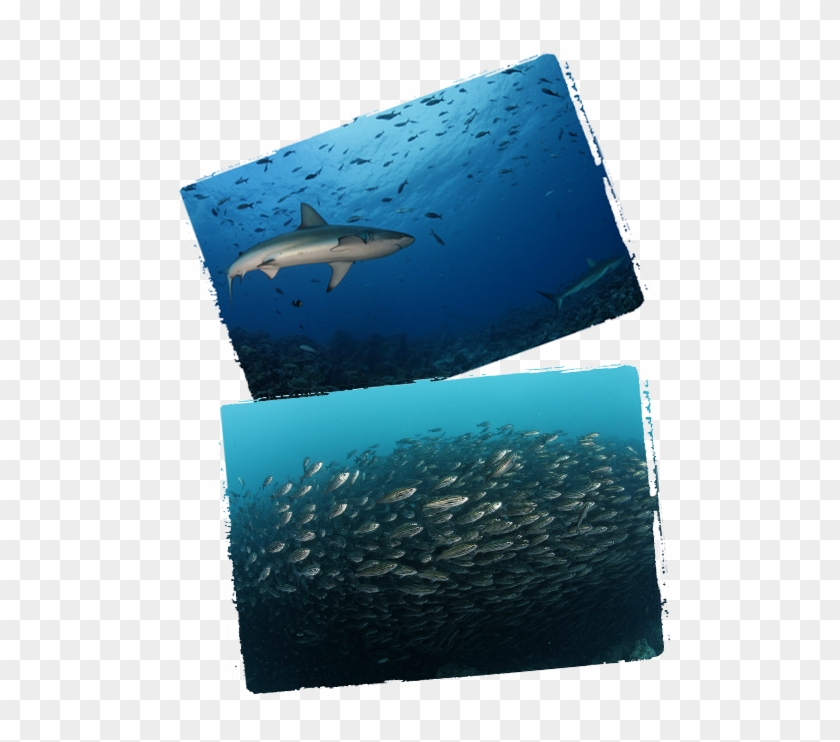 Darwin And Wolf Galapagos - Shark Clipart #5013634