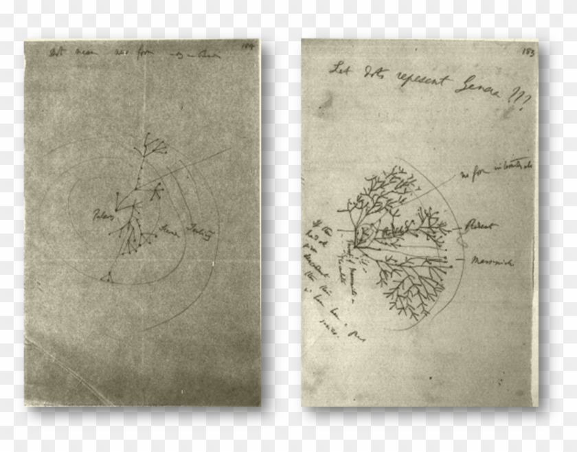 Darwin Tree 1 “ - Vellum Clipart