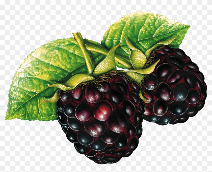 Transparent Tumblr Banners Cute" - Watercolor Fruit Art Painting Clipart