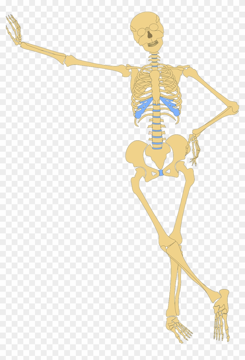 Skeleton Human Skull Bone Bones Png Image - Skeleton Leaning Clipart