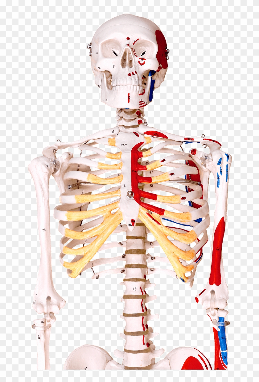Bones In Human Body - Illustration Clipart