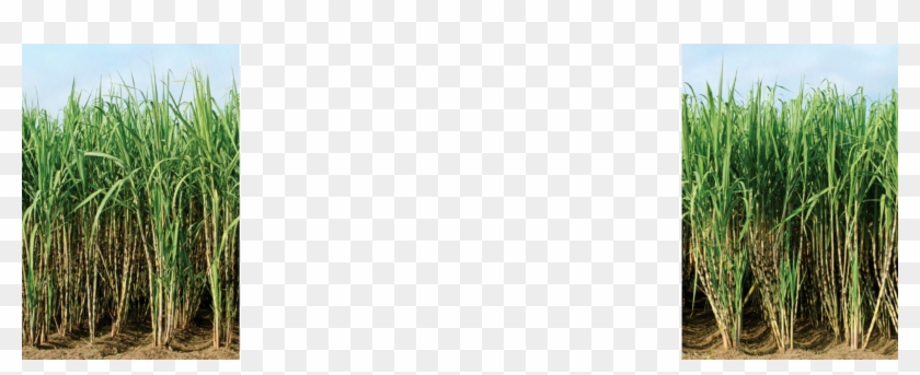 Bg-img - Grass Clipart