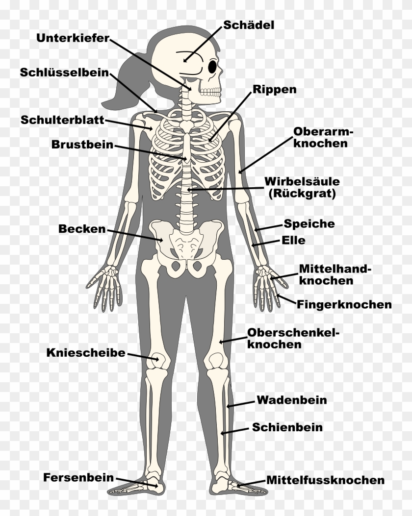 Human Bones With Contour Labelled - Illustration Clipart