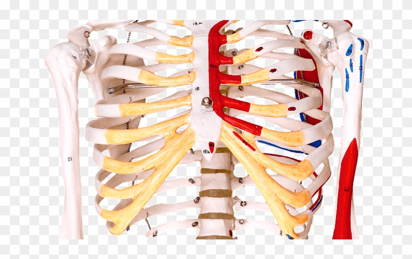 Rib Clipart (#5018952) - PikPng