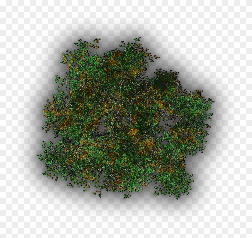 07 751k Tree Jrl1a 06 Feb 2009 - Alberi Png Dall Alto Clipart